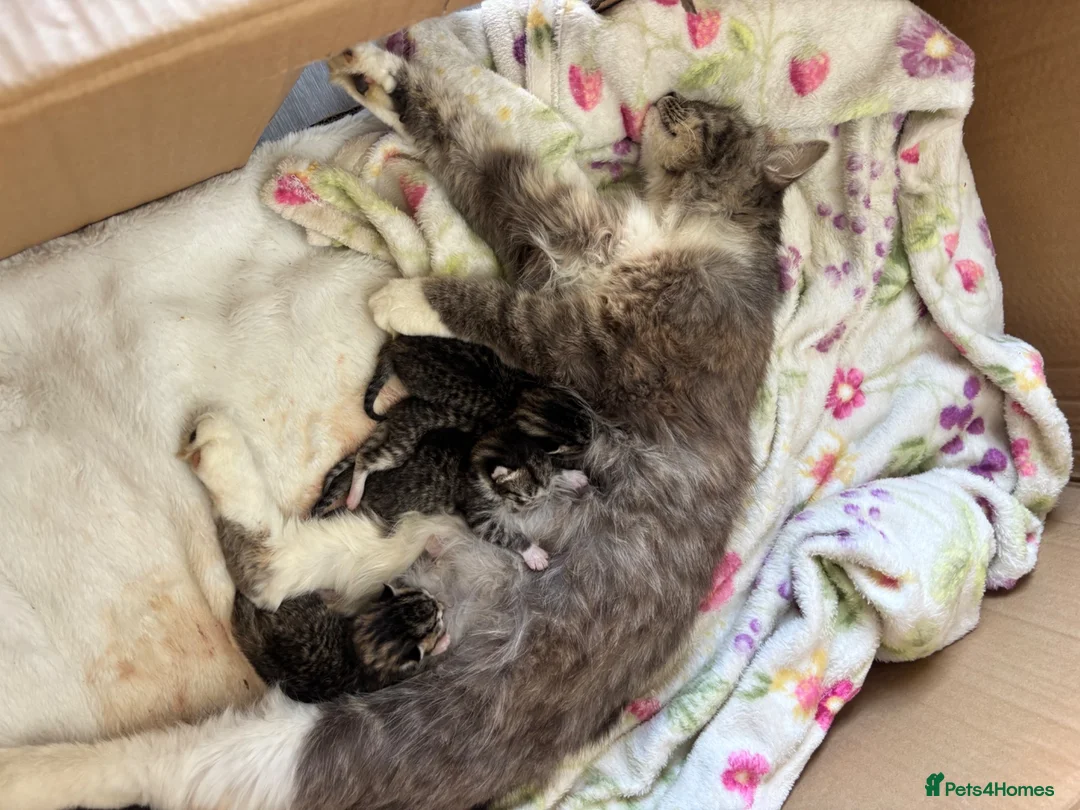Mixed Breed cats for sale: 4 sweet natured quarter ragdoll kittens  in Shanklin - Advert 2