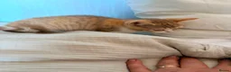 Selkirk Rex cats for sale: Selkirk Rex (shorthaired) girls and boy - Advert 16