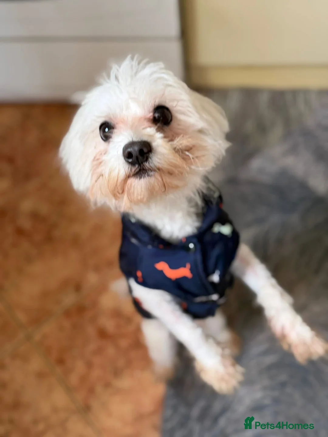 Maltese dogs for sale: Maltese  - Advert 2