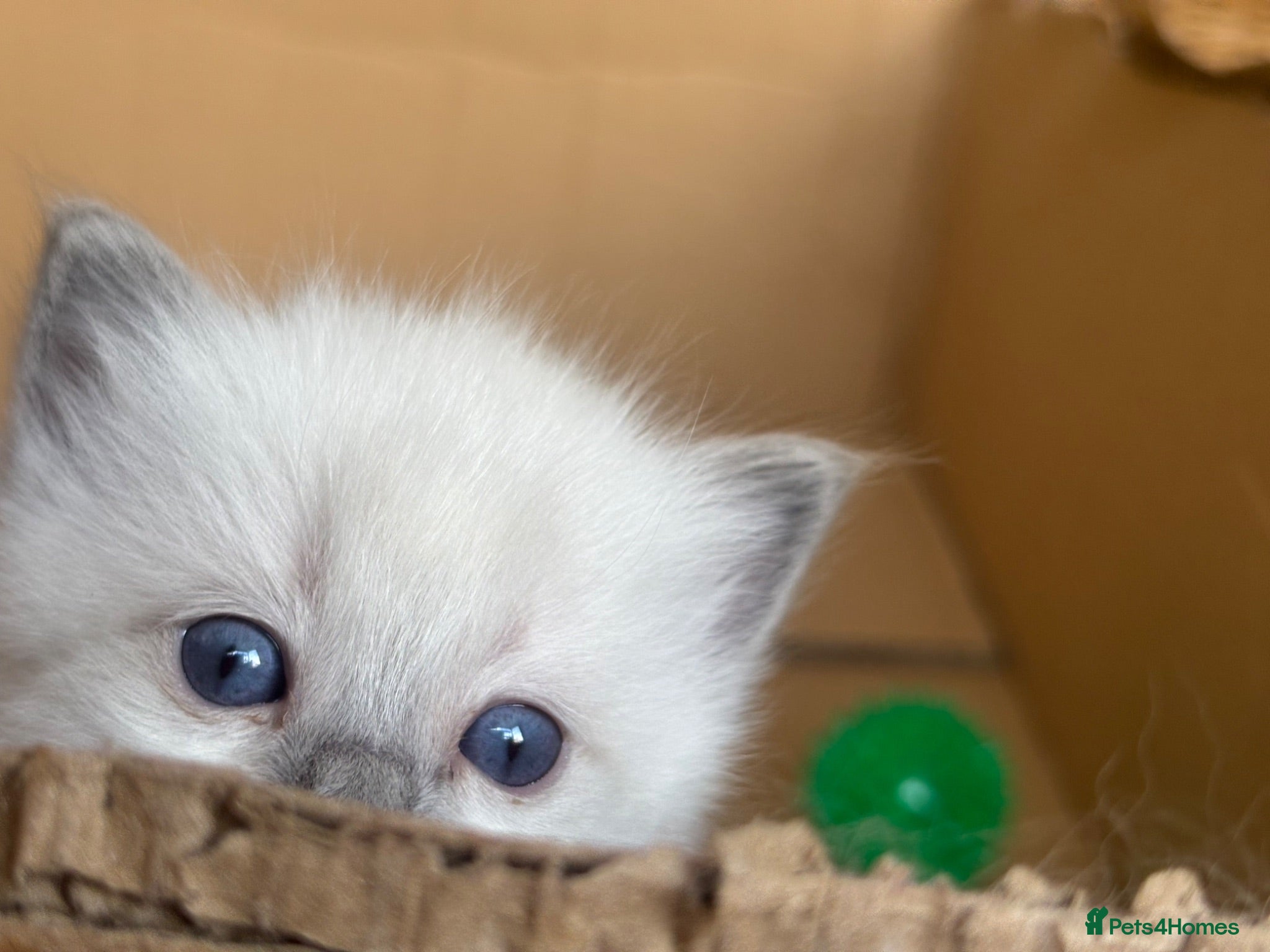 Ragdoll cats Sweet and cuddly  - Advert 1