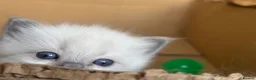 Ragdoll cats for sale: Sweet and cuddly  - Advert 1