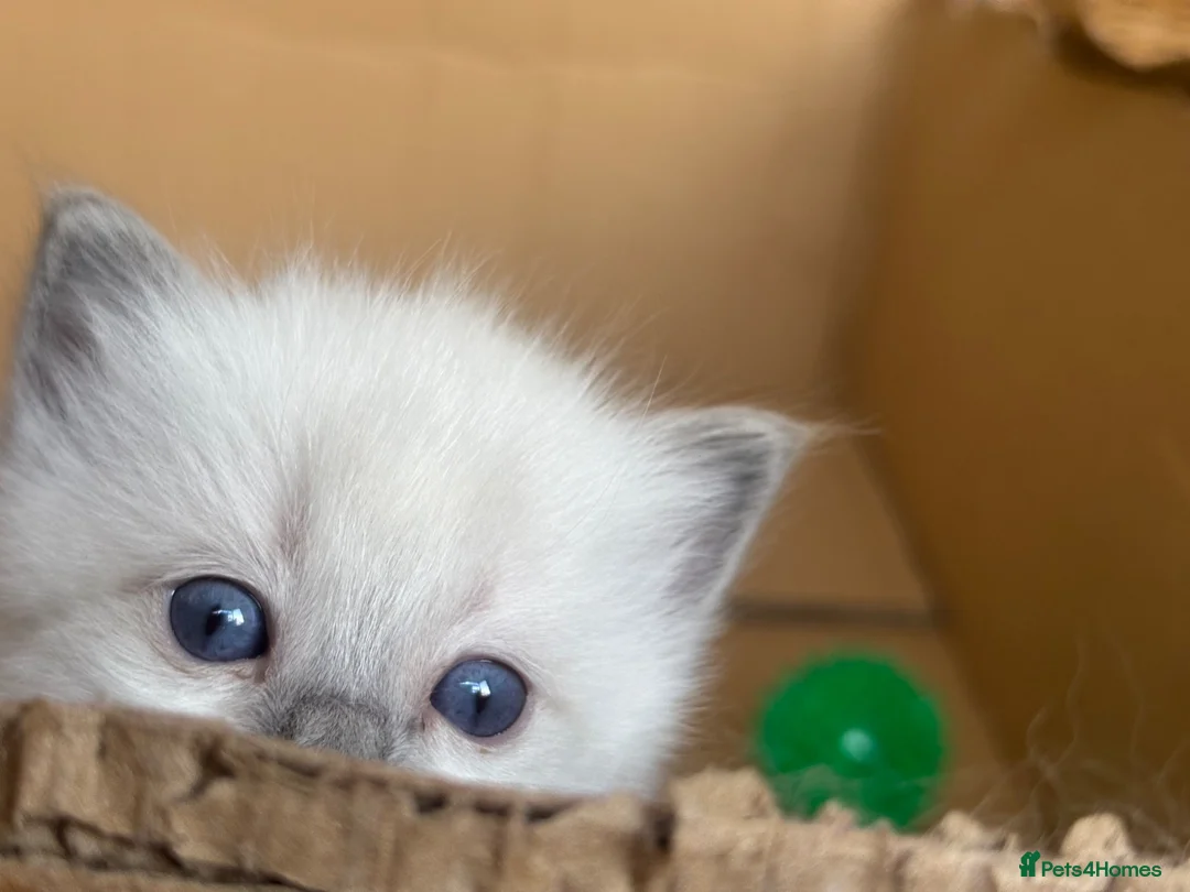 Ragdoll cats for sale: Sweet and cuddly  - Advert 1