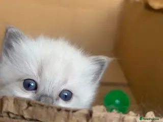Ragdoll cats Sweet and cuddly - Advert 2