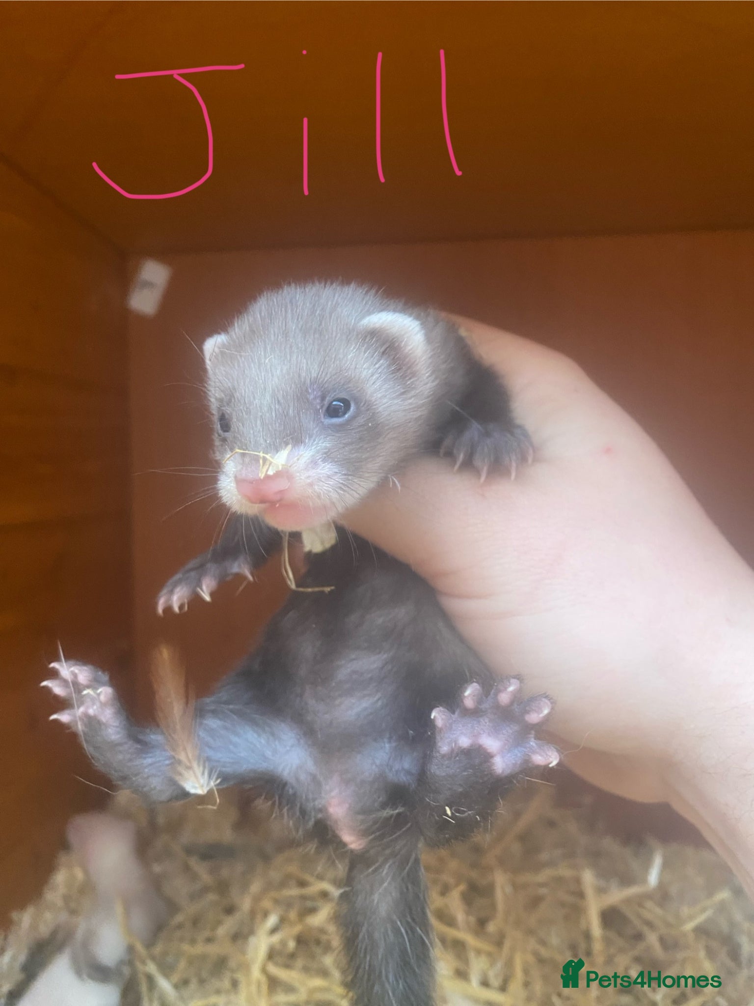 Ferret rodents Half Micro Ferret kits, WF3 postcode  - Advert 1