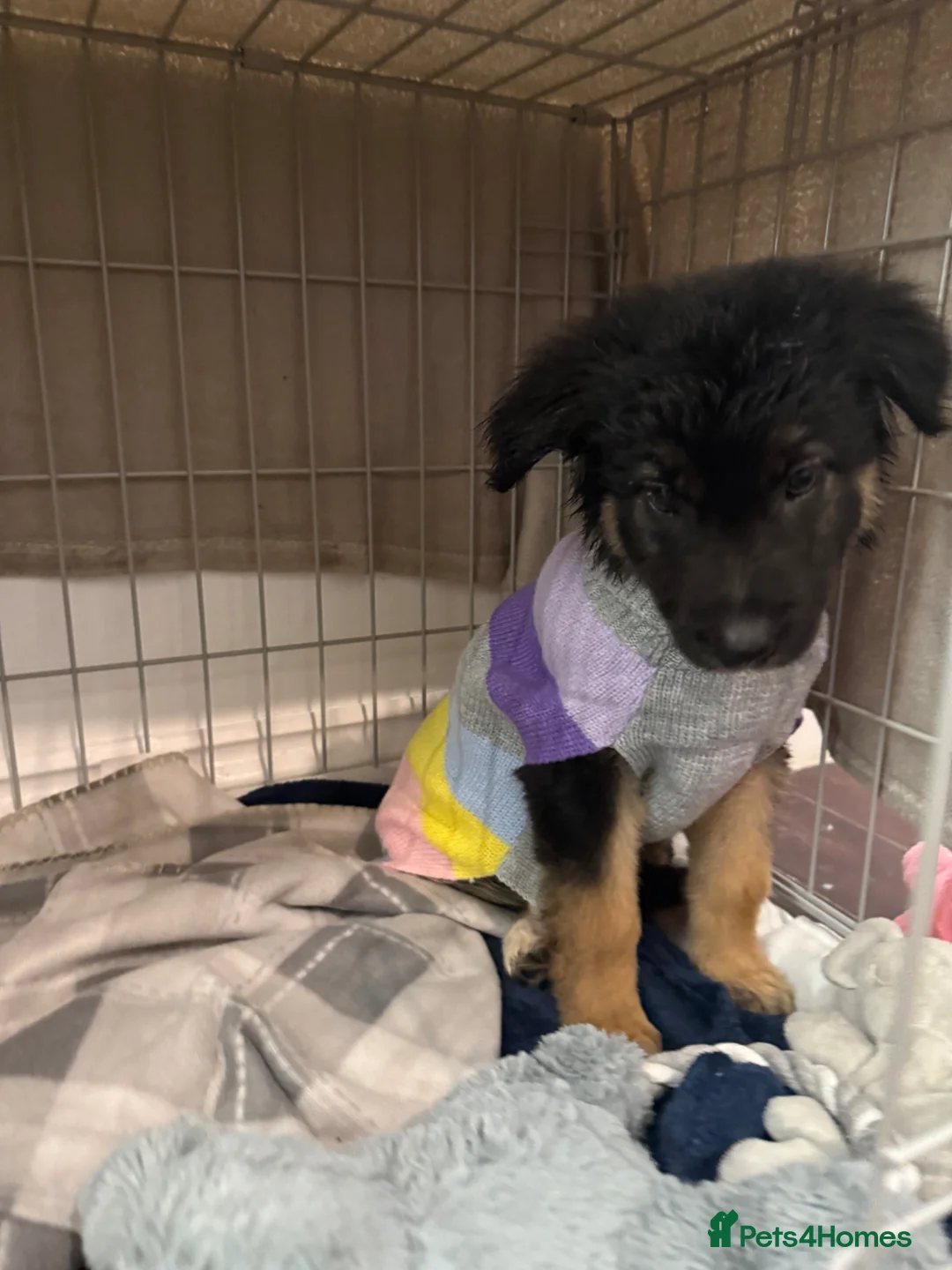 Mixed Breed dogs for sale: Storm - 4 month old GSD x collie girl  - Advert 7