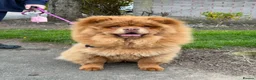 Chow Chow dogs for sale: Chocolate sable female  - Advert 1