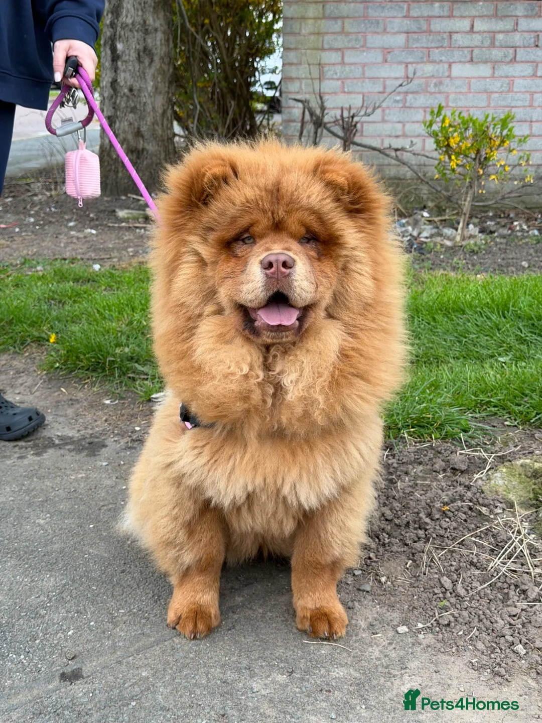 Chow Chow dogs for sale: Chocolate sable female  - Advert 1
