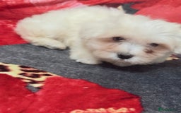 Havanese dogs for sale: Bichon havanesee puppies  - Image 3
