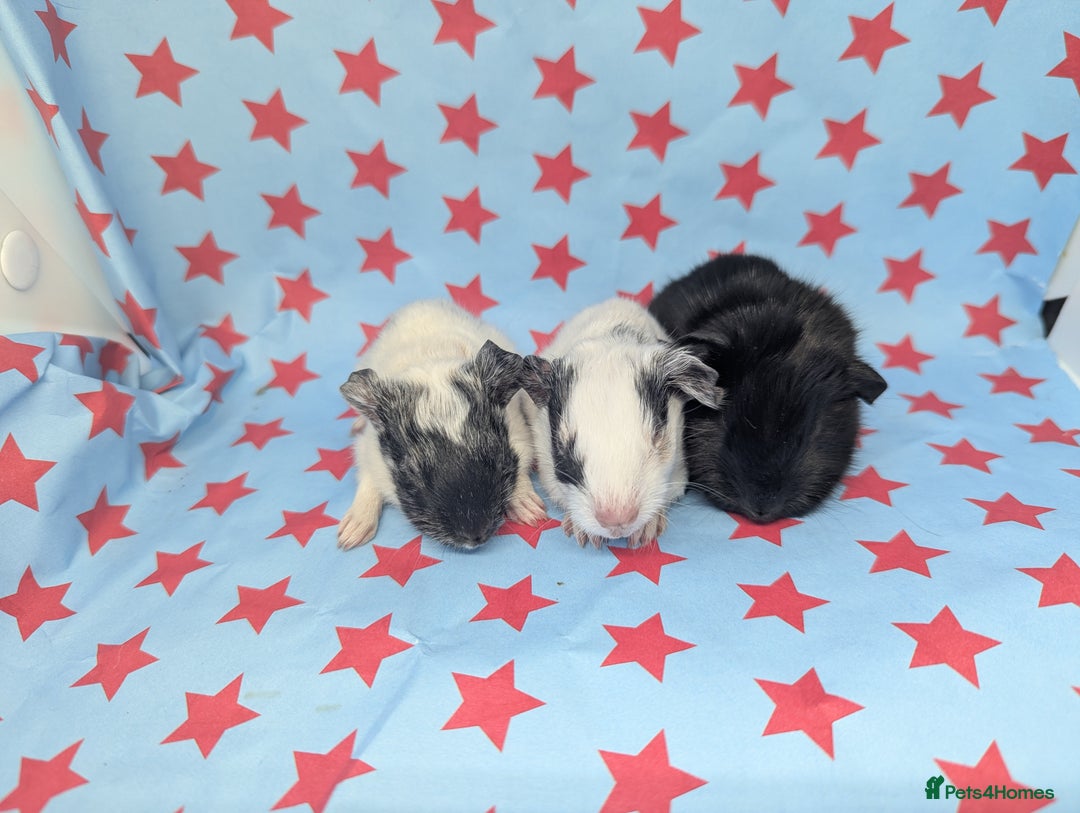 Guinea Pig rodents for sale: Black self boar guinea pig boy - Advert 1