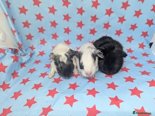 Guinea Pig rodents Black self boar guinea pig boy - Advert 1