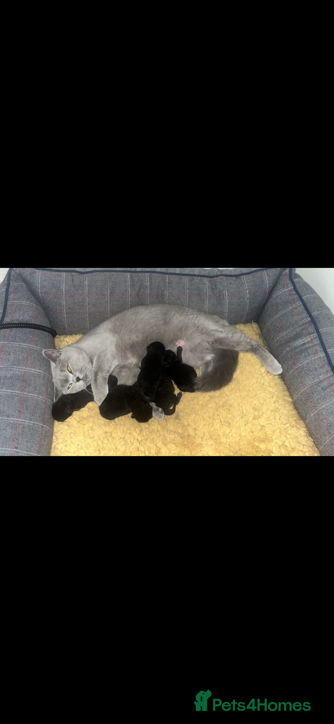 Mixed Breed cats for sale: Half British Blue Kittens  - Image 14