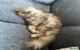Persian cats for sale: Male Persian for sale - Advert 4