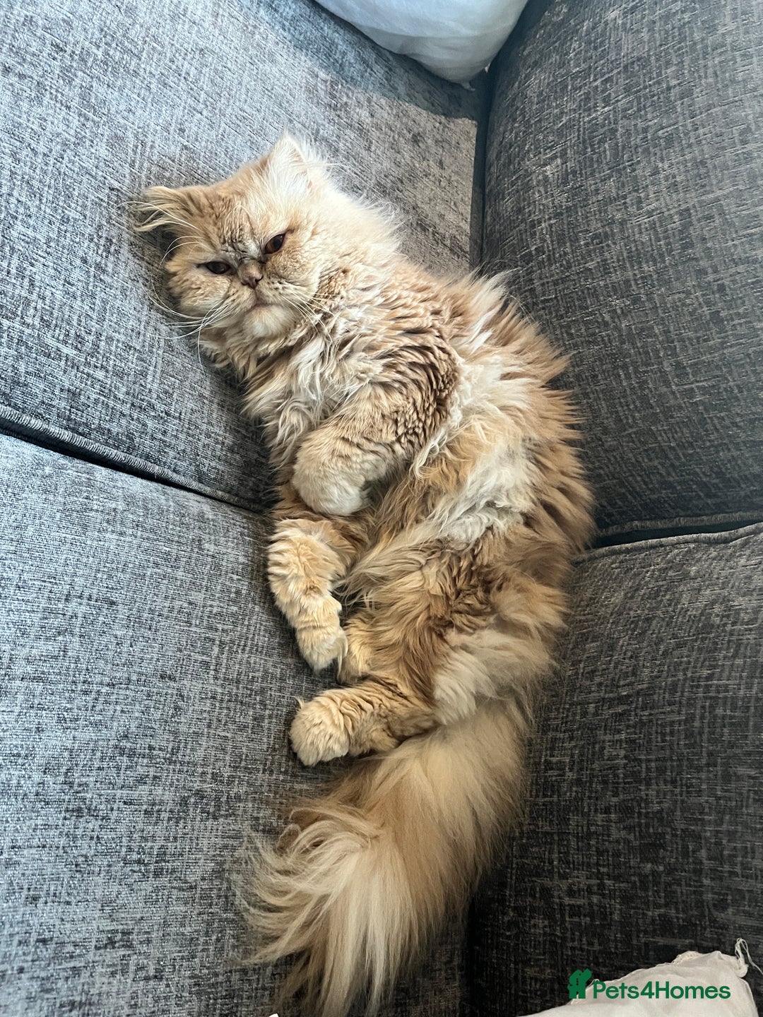 Persian cats for sale: Male Persian for sale - Advert 4