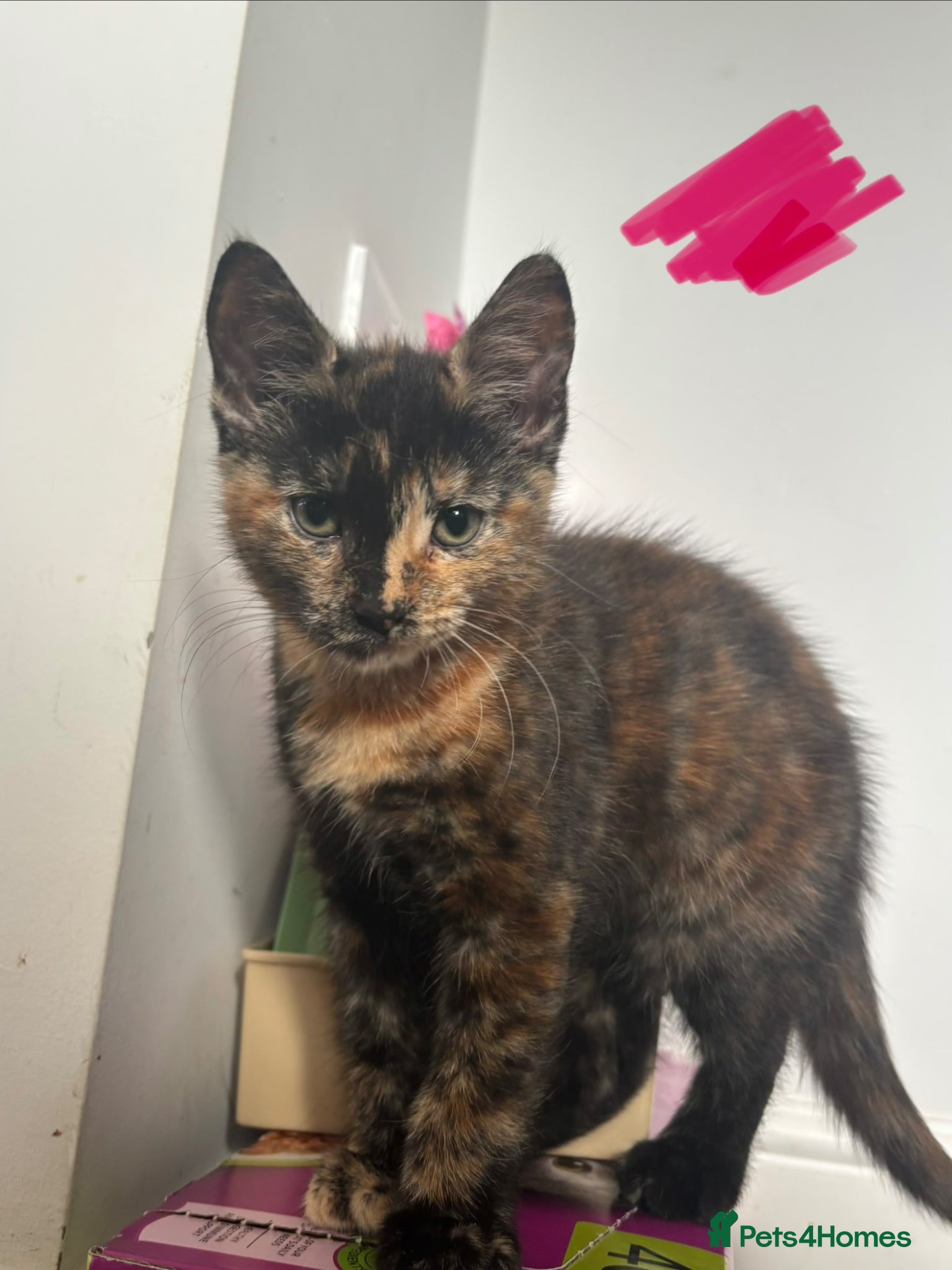 Mixed Breed cats for sale: 10 week old kittens for sale :) - Advert 4