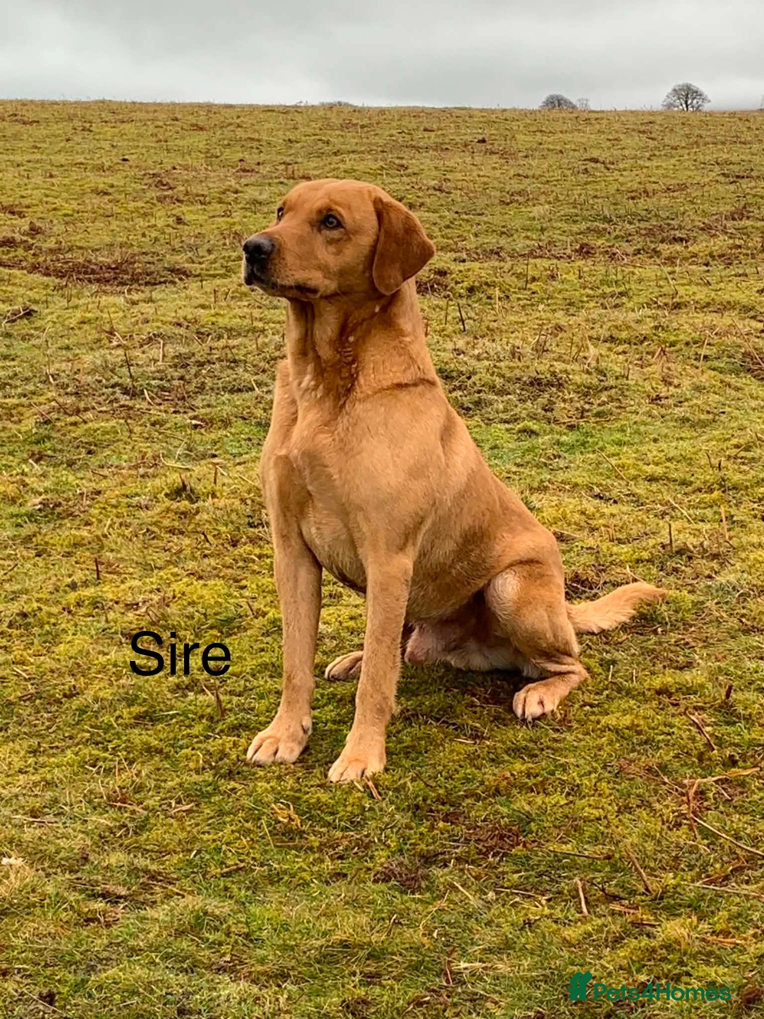 Labrador Retriever dogs for sale: KC Registered Rex Fox Labrador Puppies in Brecon - Advert 16