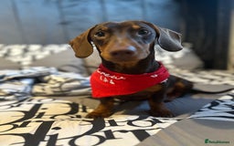 Dachshund dogs for stud: Stud Available — “Rolo” the Chocolate Dachshund  - Image 9
