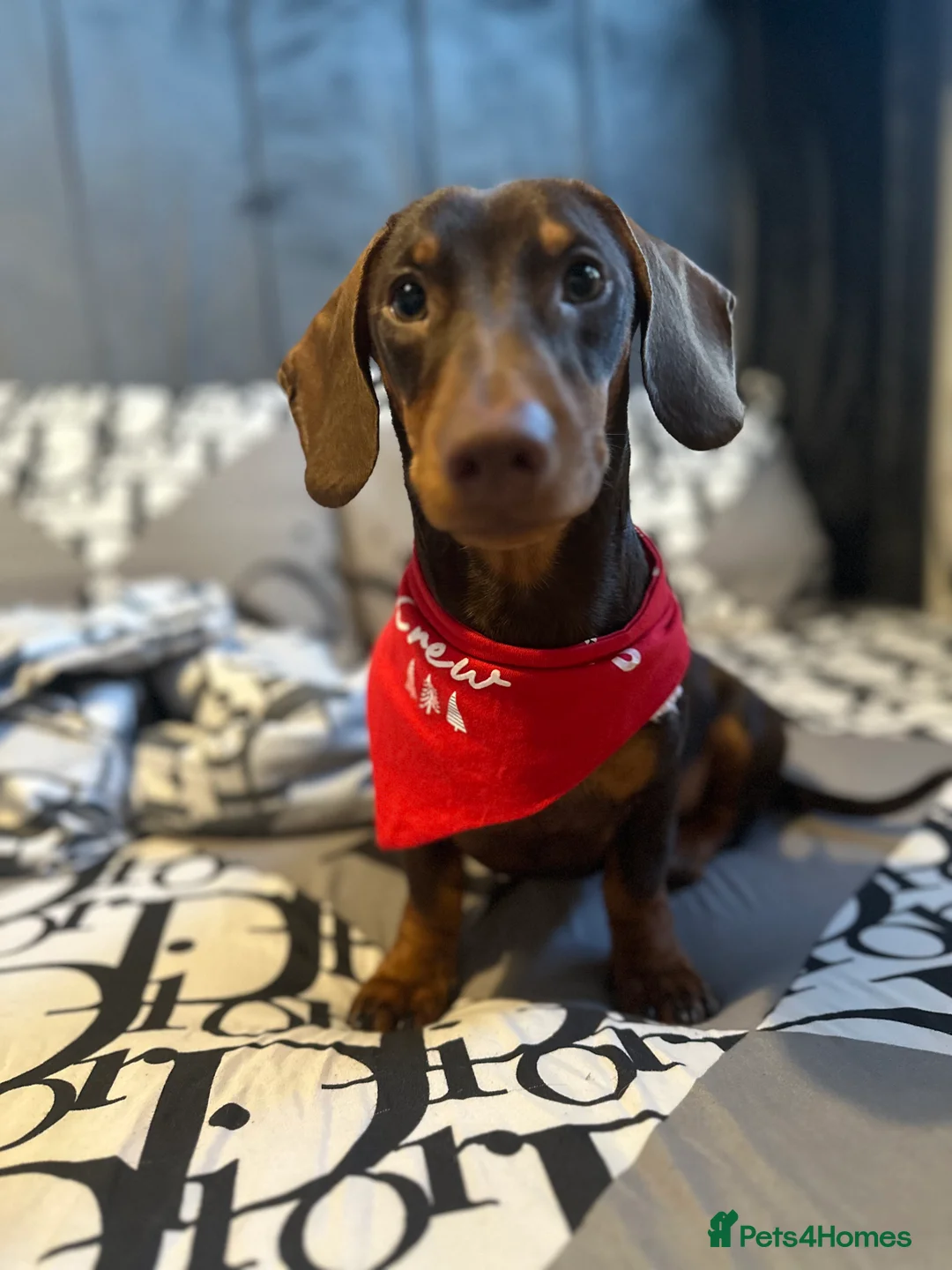 Dachshund dogs for stud: Stud Available — “Rolo” the Chocolate Dachshund  - Advert 9