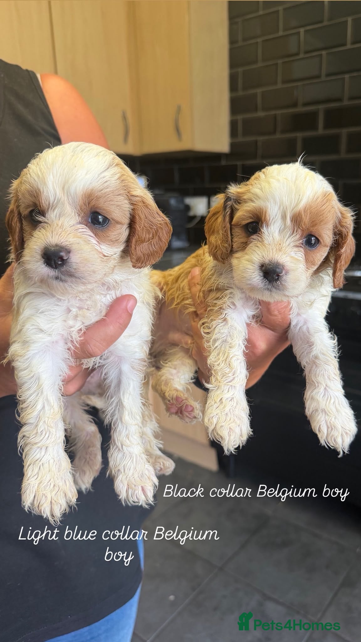 Cavapoo dogs Beautiful litter cavapoos  - Advert 1