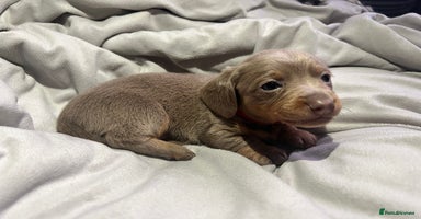 Dachshund dogs - Advert 4