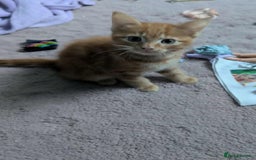 Mixed Breed cats for sale: 10 weeks of beautiful ginger boy kittens - Image 2
