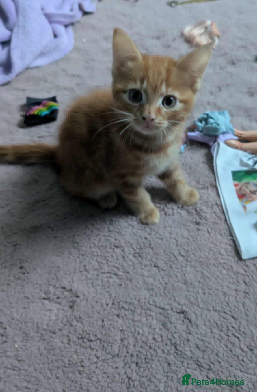 Mixed Breed cats for sale: 10 weeks of beautiful ginger boy kittens - Image 2