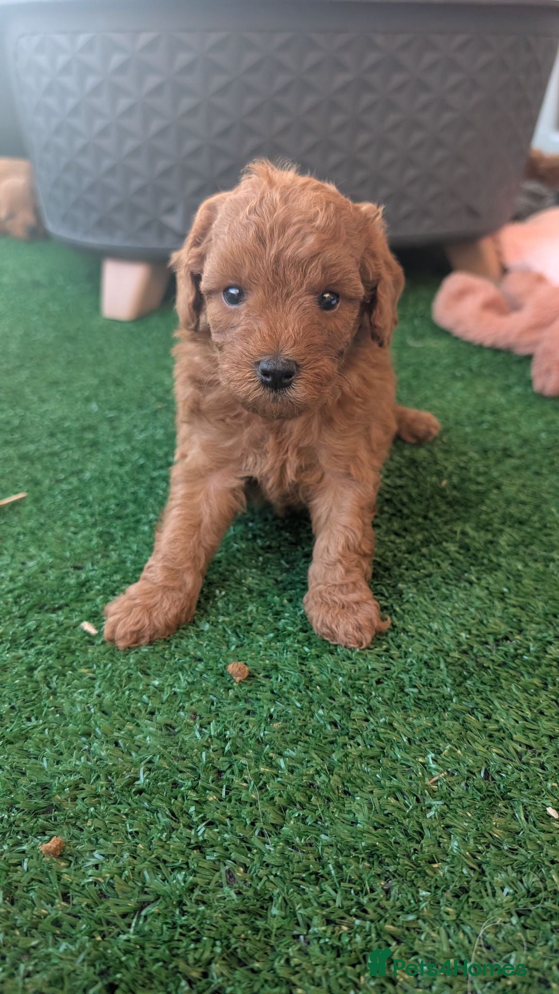 Cavapoo dogs Stunning extensively health tested Cavapoos - Advert 1