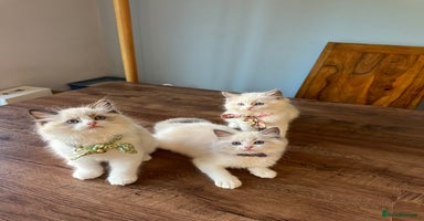 Ragdoll cats - Advert 4