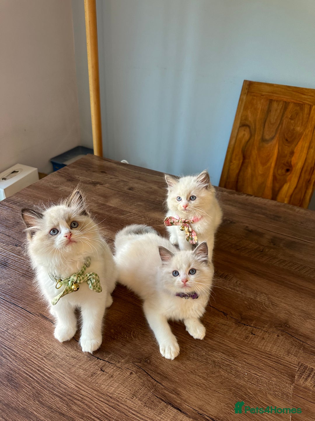 Ragdoll cats for sale: TICA Registered Ragdoll Kittens - Image 2
