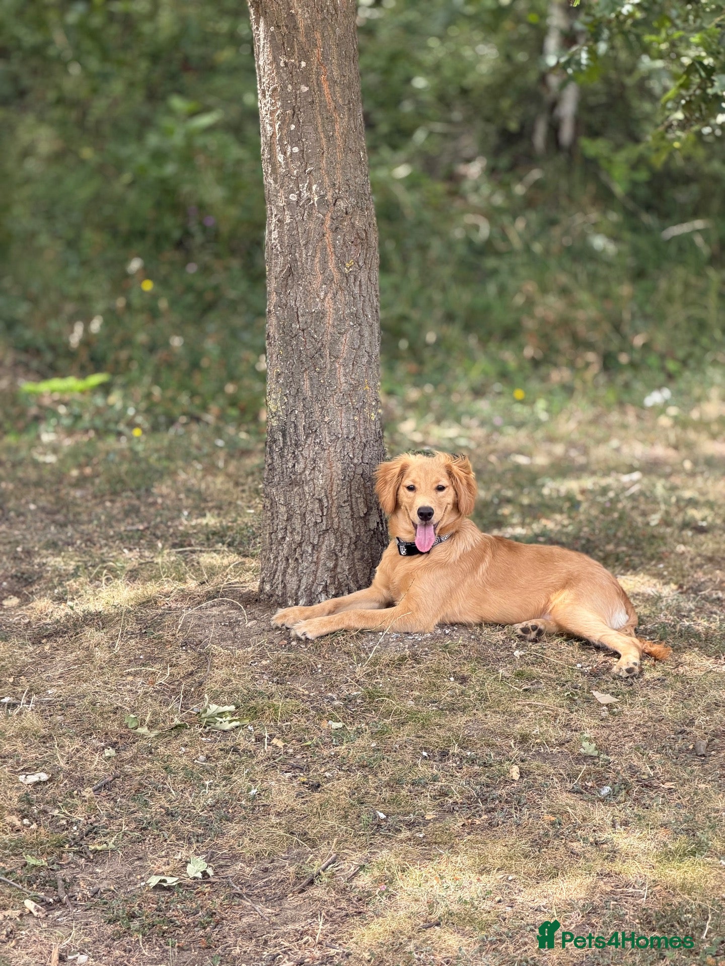 Mixed Breed dogs 7 months Golden Retriever x Cocker Spinal - Advert 1