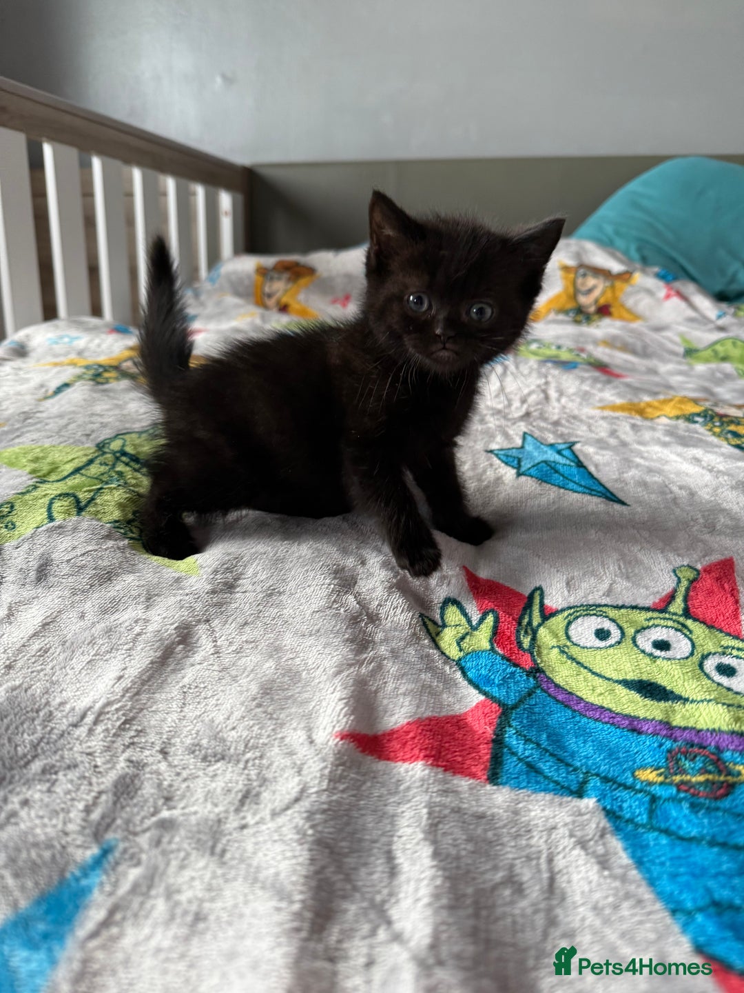 Ragdoll cats for sale: Ragdoll x British shorthair  - Advert 5