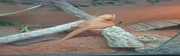Bearded Dragon reptiles for sale: Bearded dragon  in Retford - Advert 3