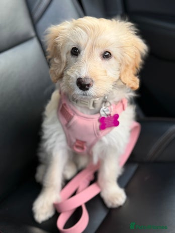 Cockapoo dogs - Advert 1