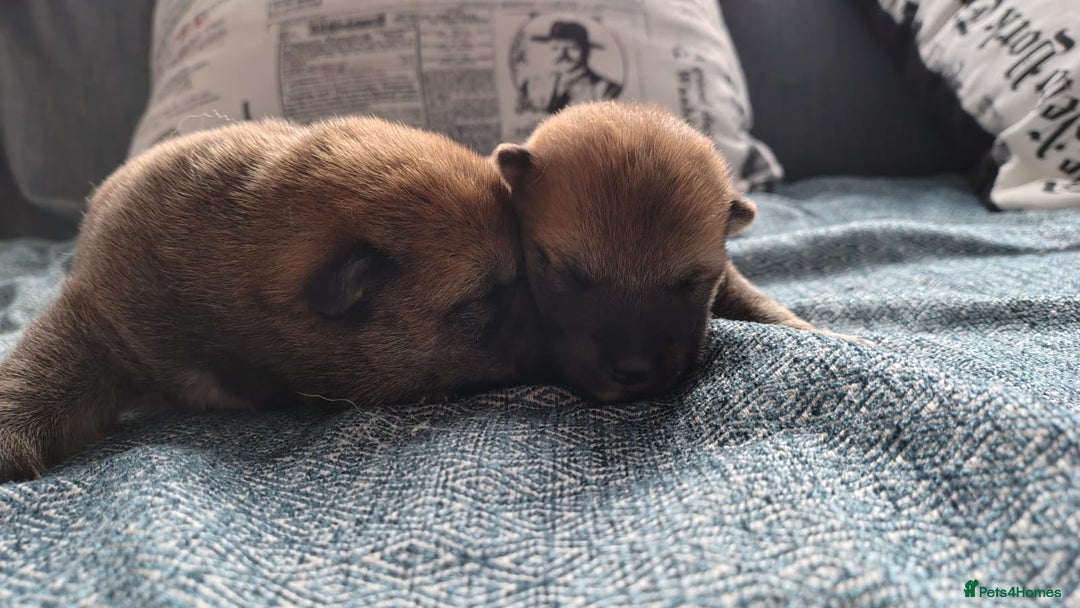 Japanese Shiba Inu dogs for sale: Japanese Shiba Inu - Image 5