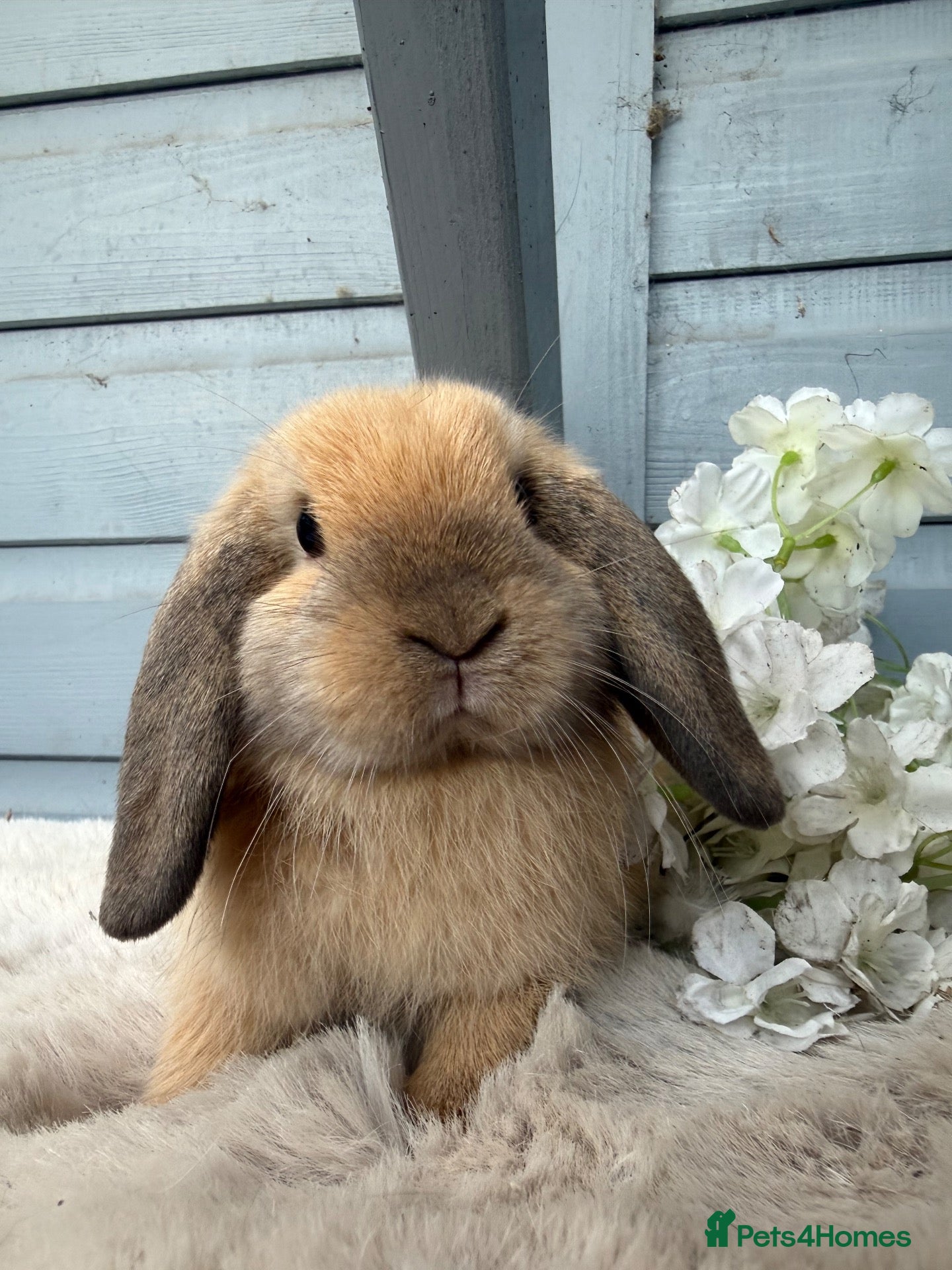 Mini Lop rabbits Stunning mini lop rabbits. - Advert 1