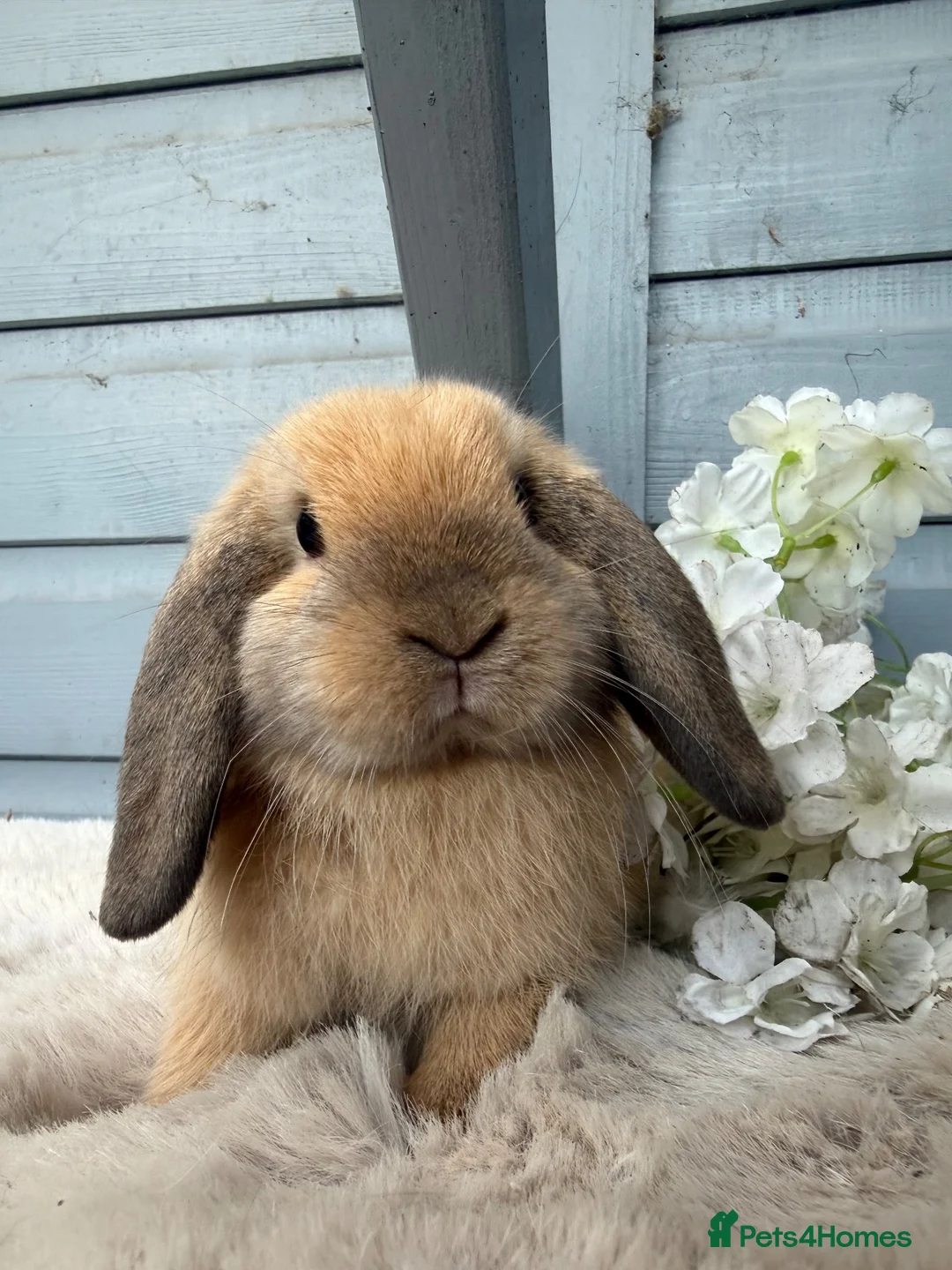 Mini Lop rabbits for sale: Stunning mini lop rabbits. - Advert 1