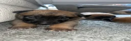 Belgian Shepherd Dog dogs for sale: Confident Mali Pups  **   ‼️ - Advert 7