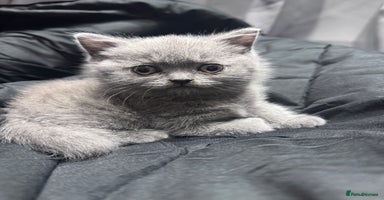 British Shorthair cats - Advert 7