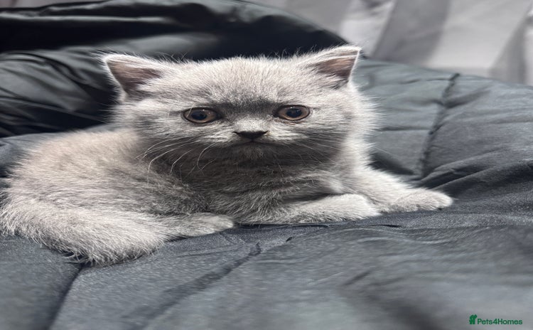 British Shorthair cats - Advert 9