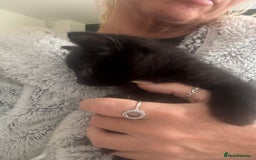 Mixed Breed cats for sale: 4 black fluff balls  - Image 19