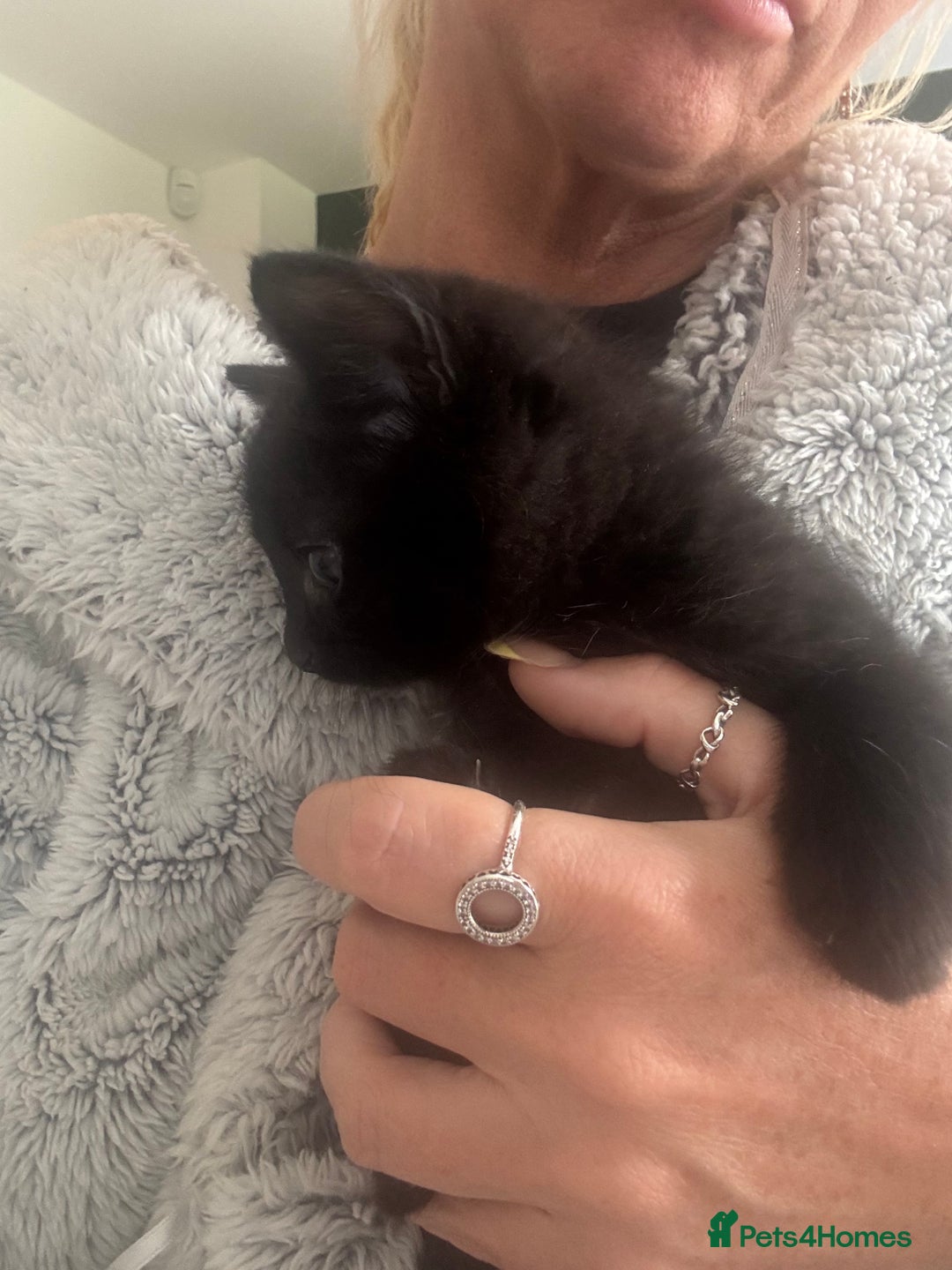 Mixed Breed cats for sale: 4 black fluff balls  - Image 19