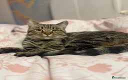 American Shorthair cats for sale: Loki male  - Advert 6