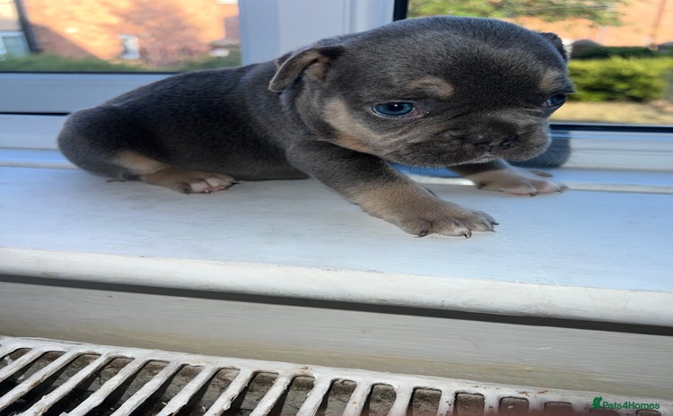 French Bulldog dogs - Advert 14