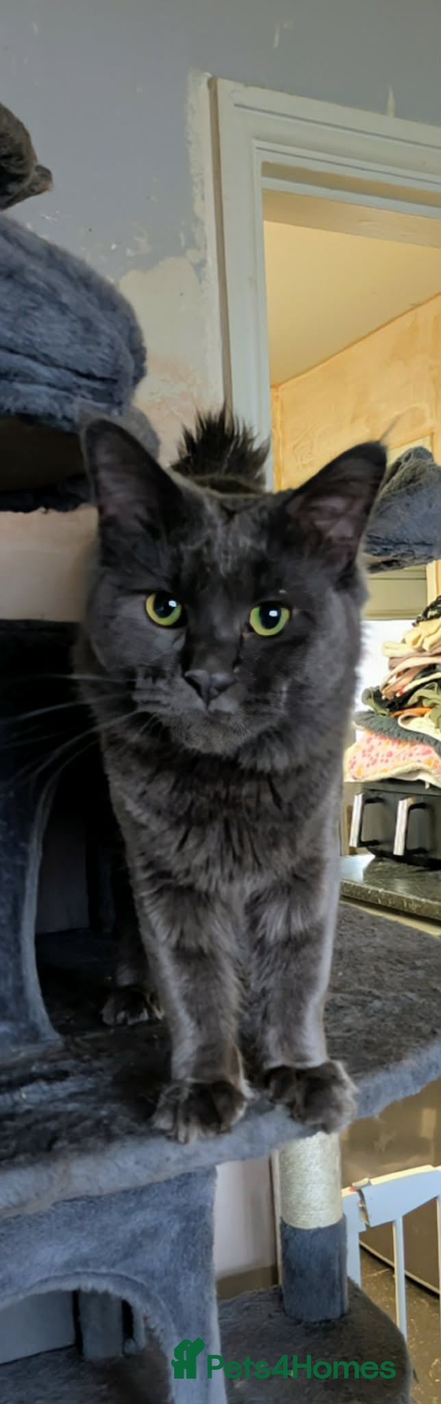 Maine Coon cats Stunning blue boy - Advert 1