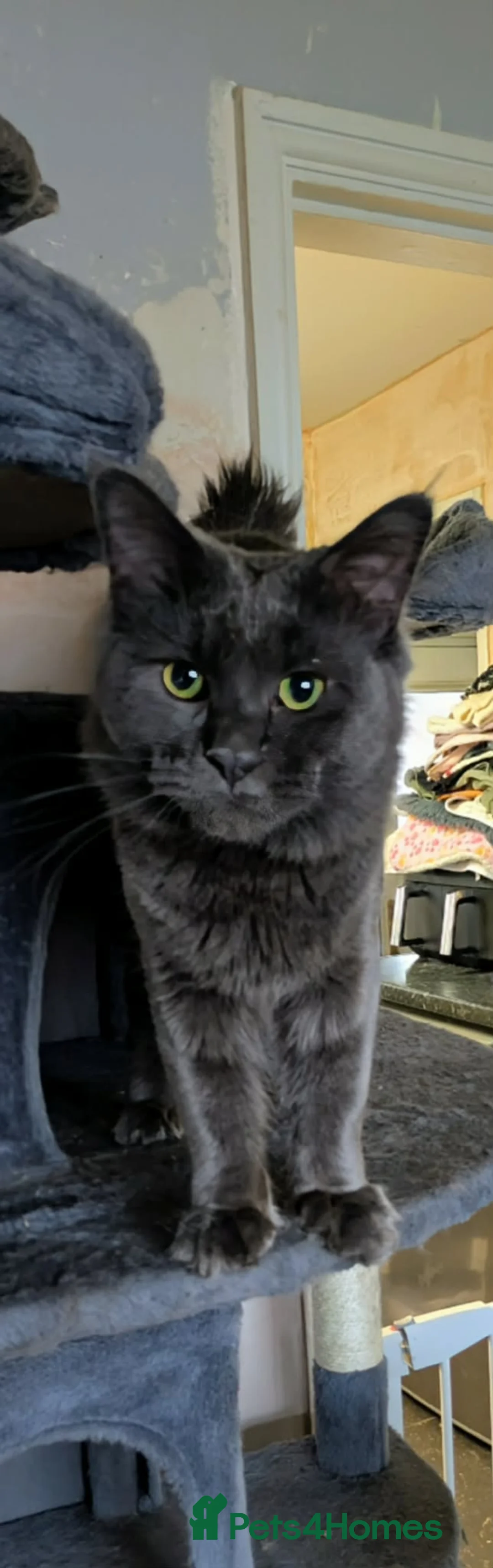 Maine Coon cats for sale: Stunning blue boy - Advert 1