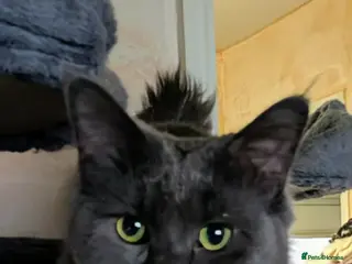 Maine Coon cats Stunning blue boy - Advert 16