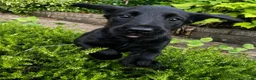 Labradoodle dogs for sale: *last two girls remaining* F1b labradoodles. - Advert 16