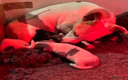 Jack Russell dogs for sale: Miniature jack Russell’s  - Image 2