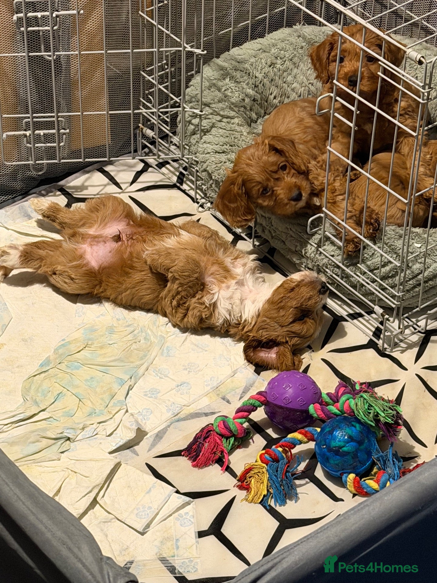 Cockapoo dogs for sale: READY NOW F1 miniature cockapoo puppies - Advert 21