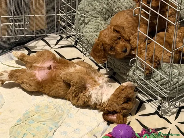 Cockapoo dogs for sale: READY NOW F1 miniature cockapoo puppies - Advert 21