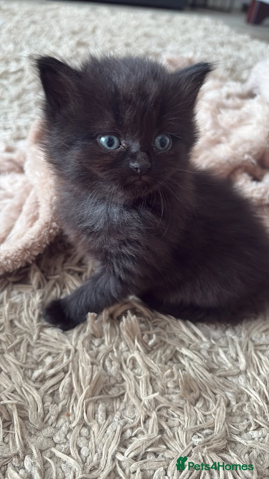 Mixed Breed cats for sale: Kittens  in Cheddar - Advert 2